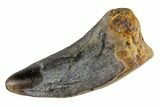Tyrannosaur Tooth - Alberta, Canada (Disposition #-) #129772-1